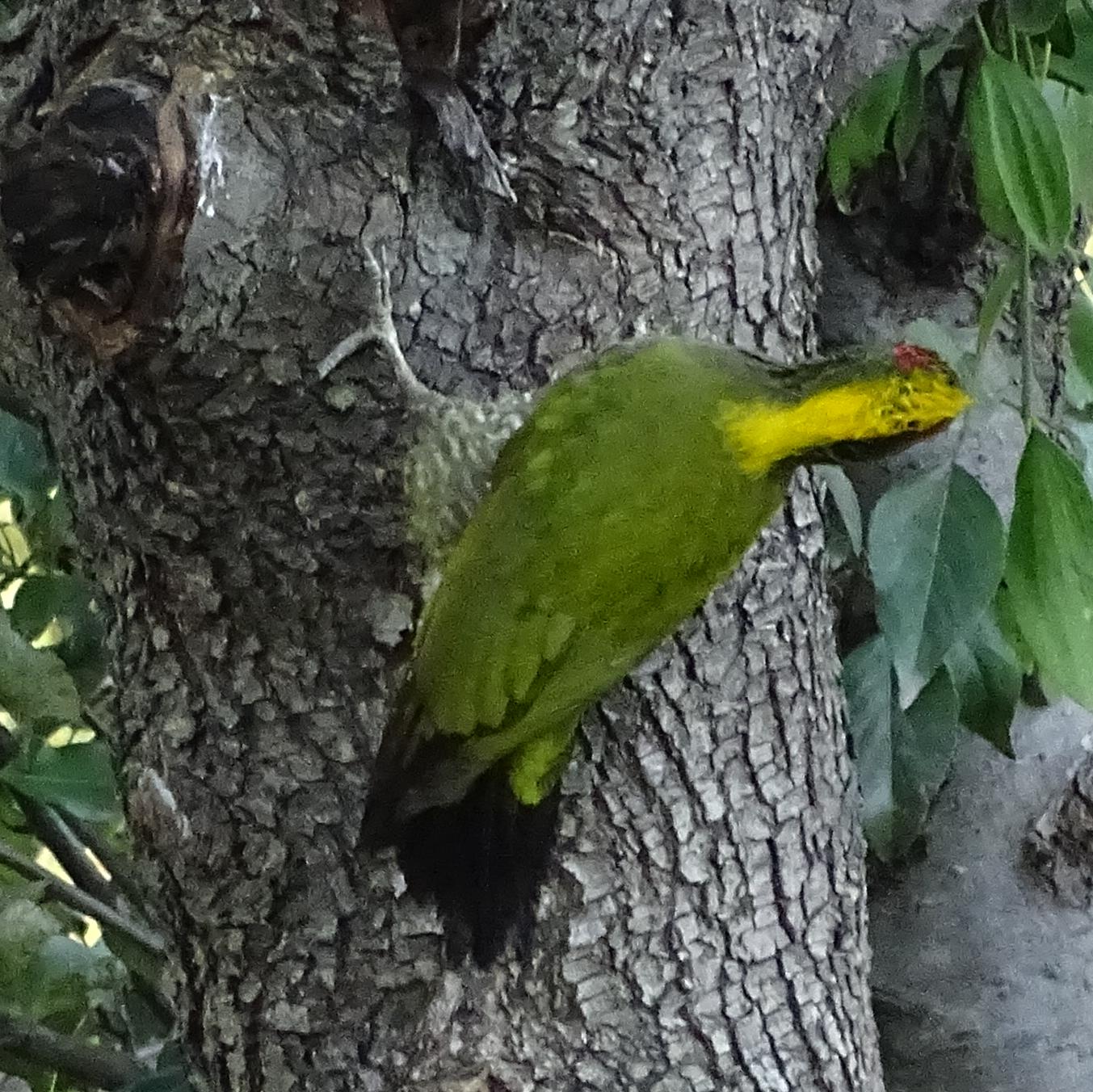 Lesser yellow-naped woodpecker